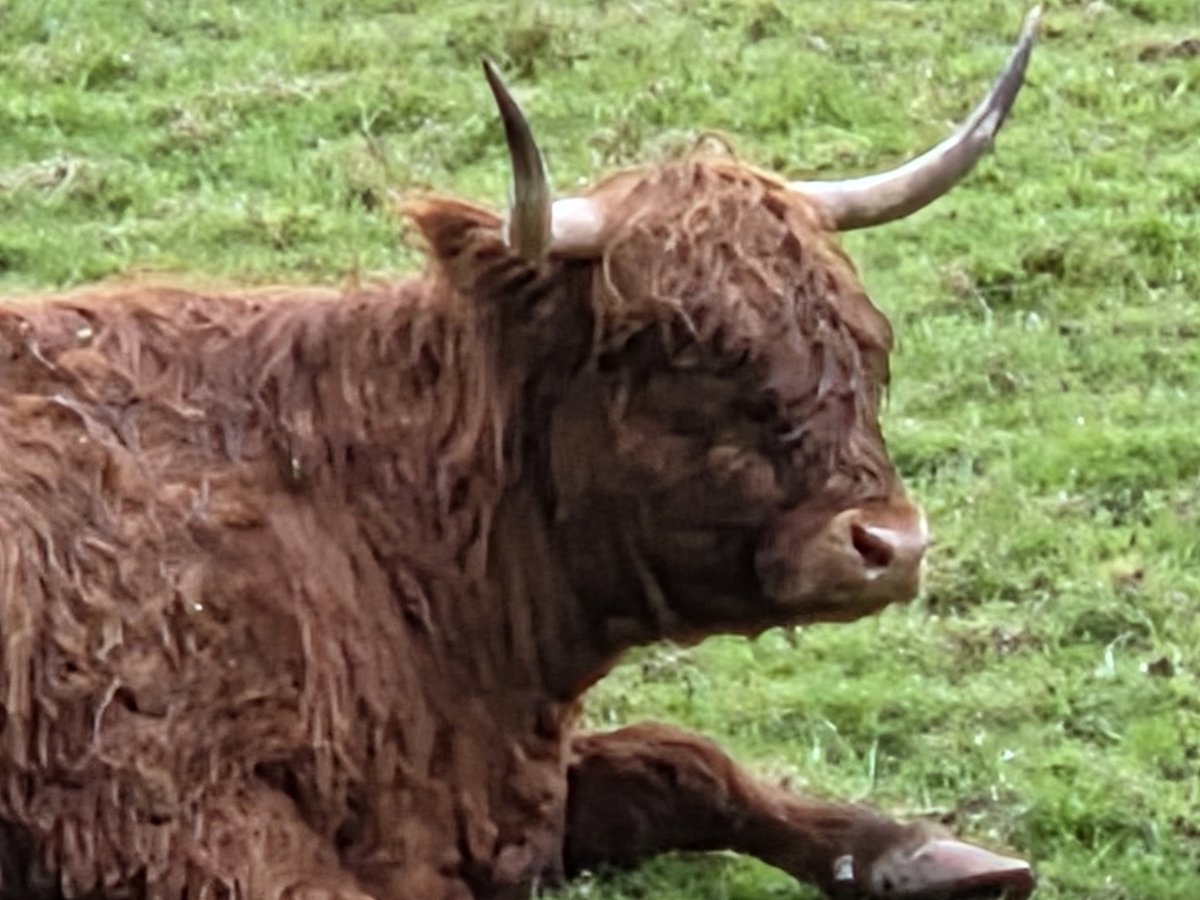 JaiIndependent's tweet photo. It's a Heilin coo https://t.co/VY5EjYa8yU