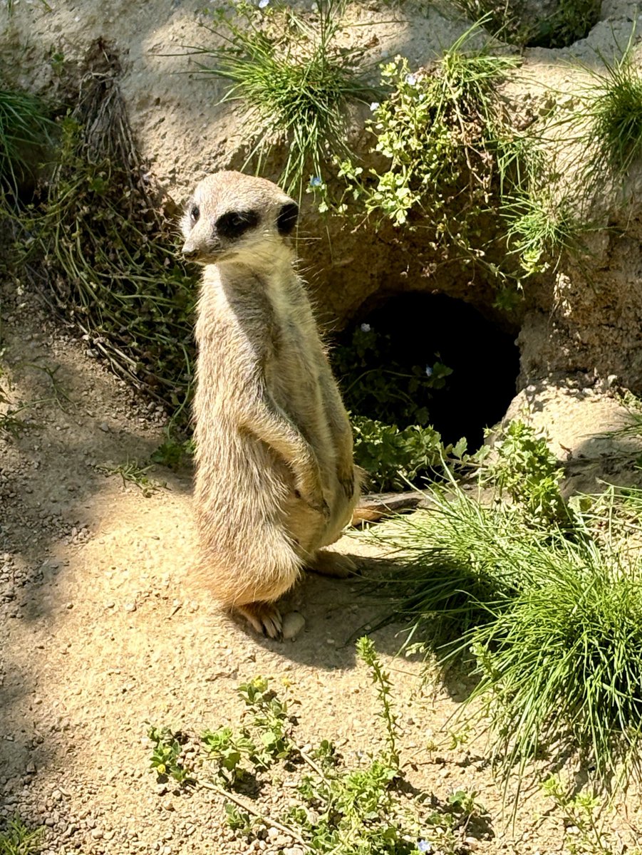 malena16plava's tweet image. Nedjeljom…💙💚

Kava
Setnja
Zoo
Rucak
I cijelo poslijepodne jos tu
Svidam…
#Malestvaricinezivotljepsim
#HomeSweetHome