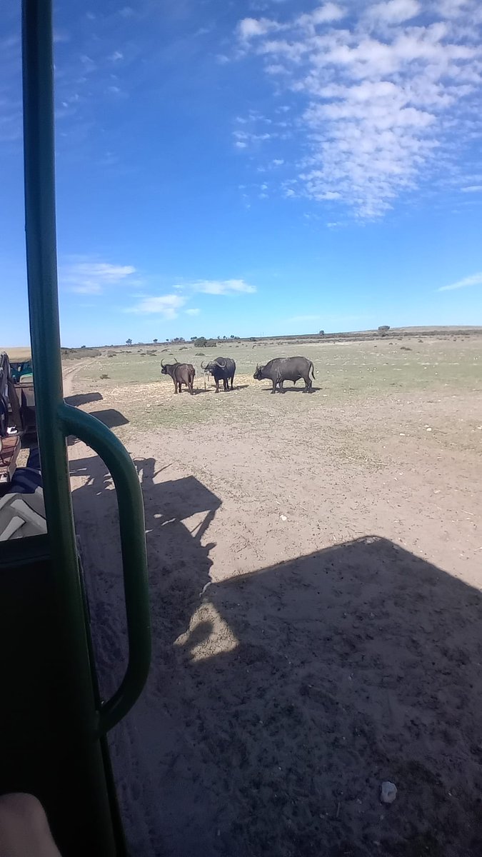 BelmayneEtss's tweet image. Our students were treated to a #Safari before their work in @melloneducate schools begin tomorrow. Incredible experience for them all