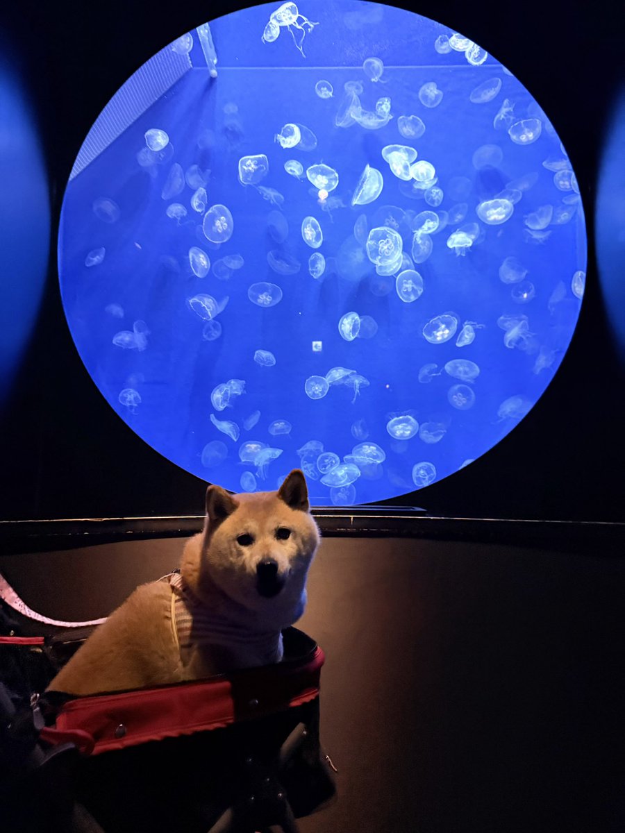 柴犬の見る夢 tweet media