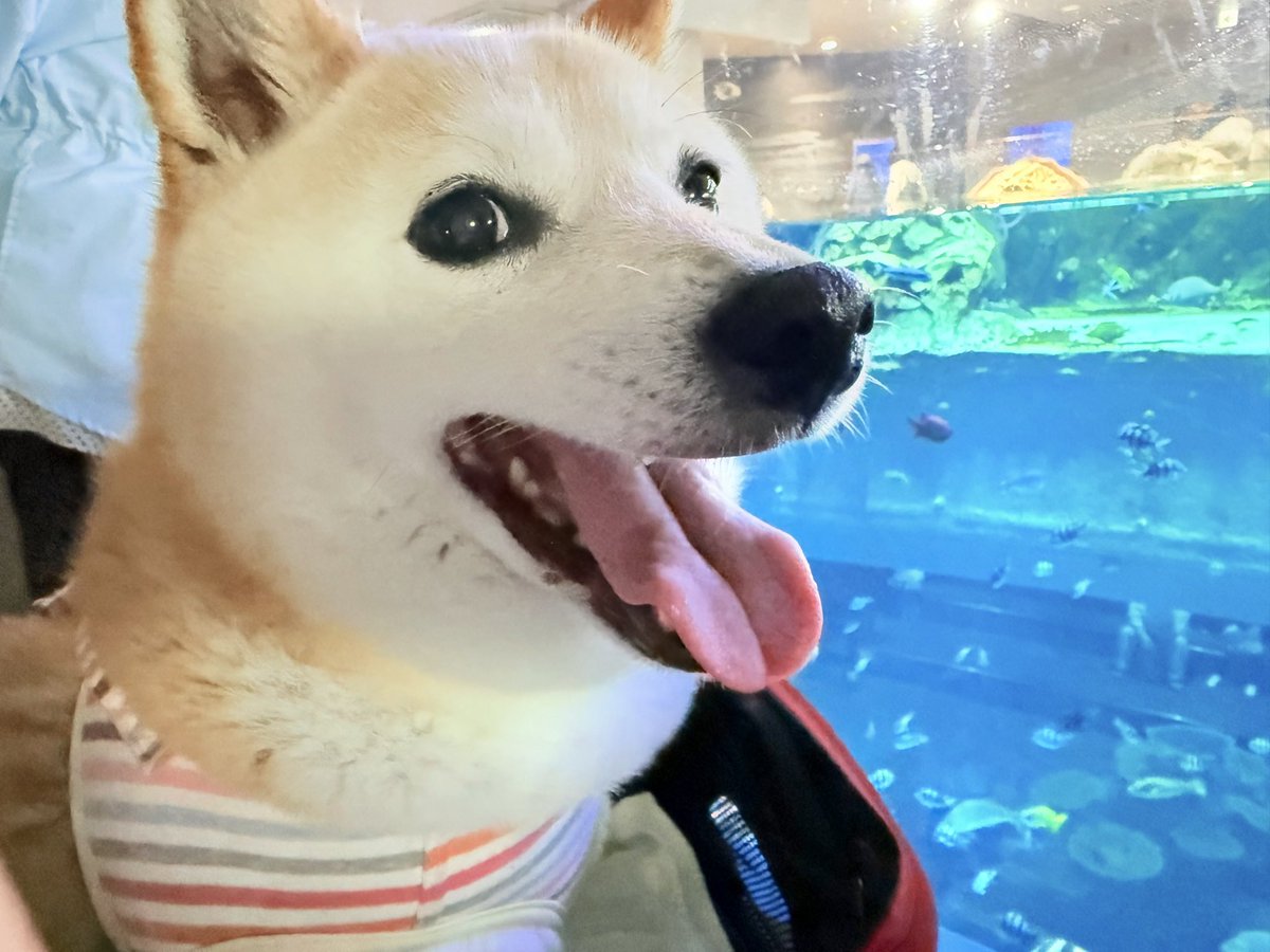 柴犬の見る夢 tweet media