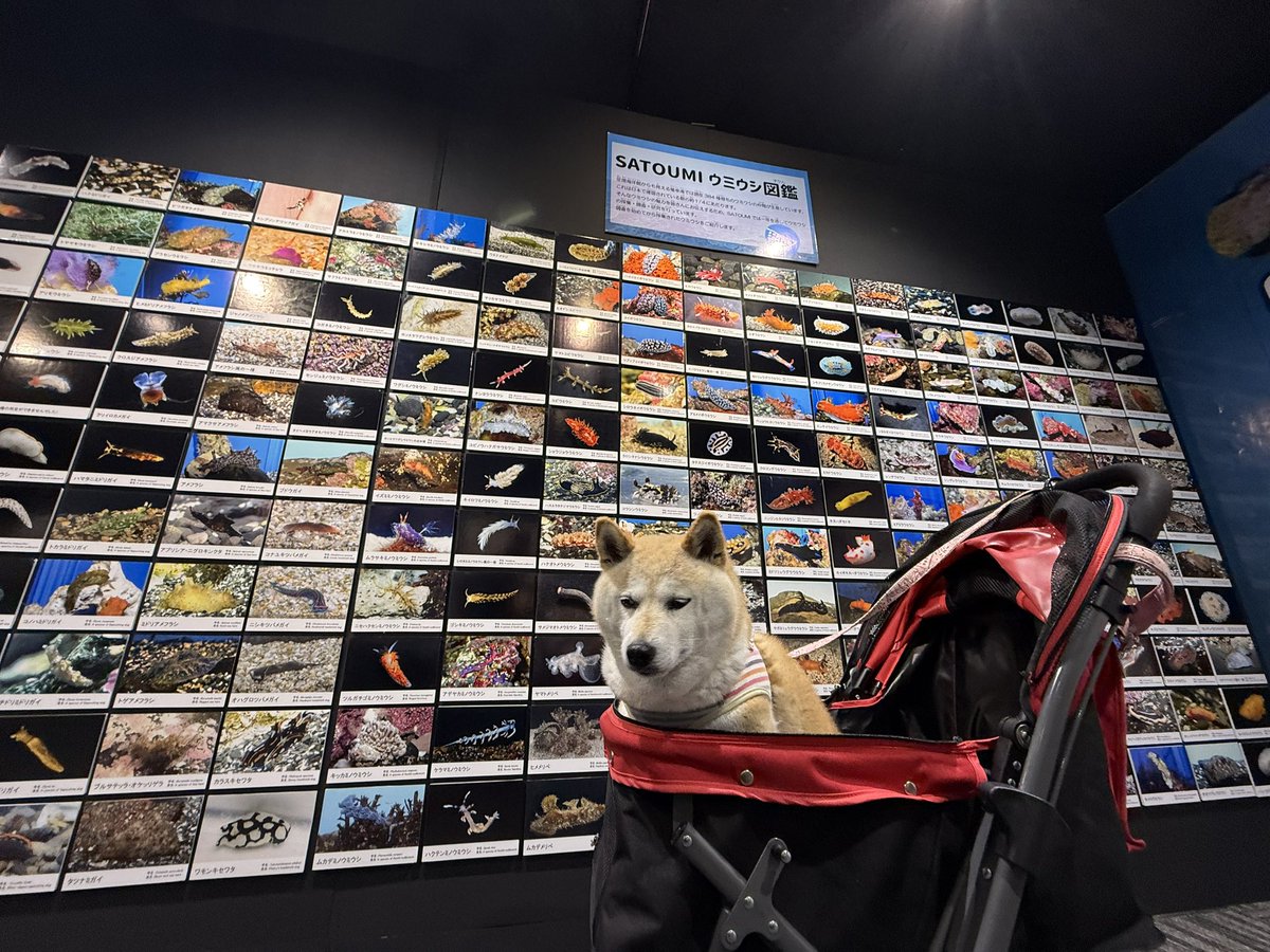 柴犬の見る夢 tweet media
