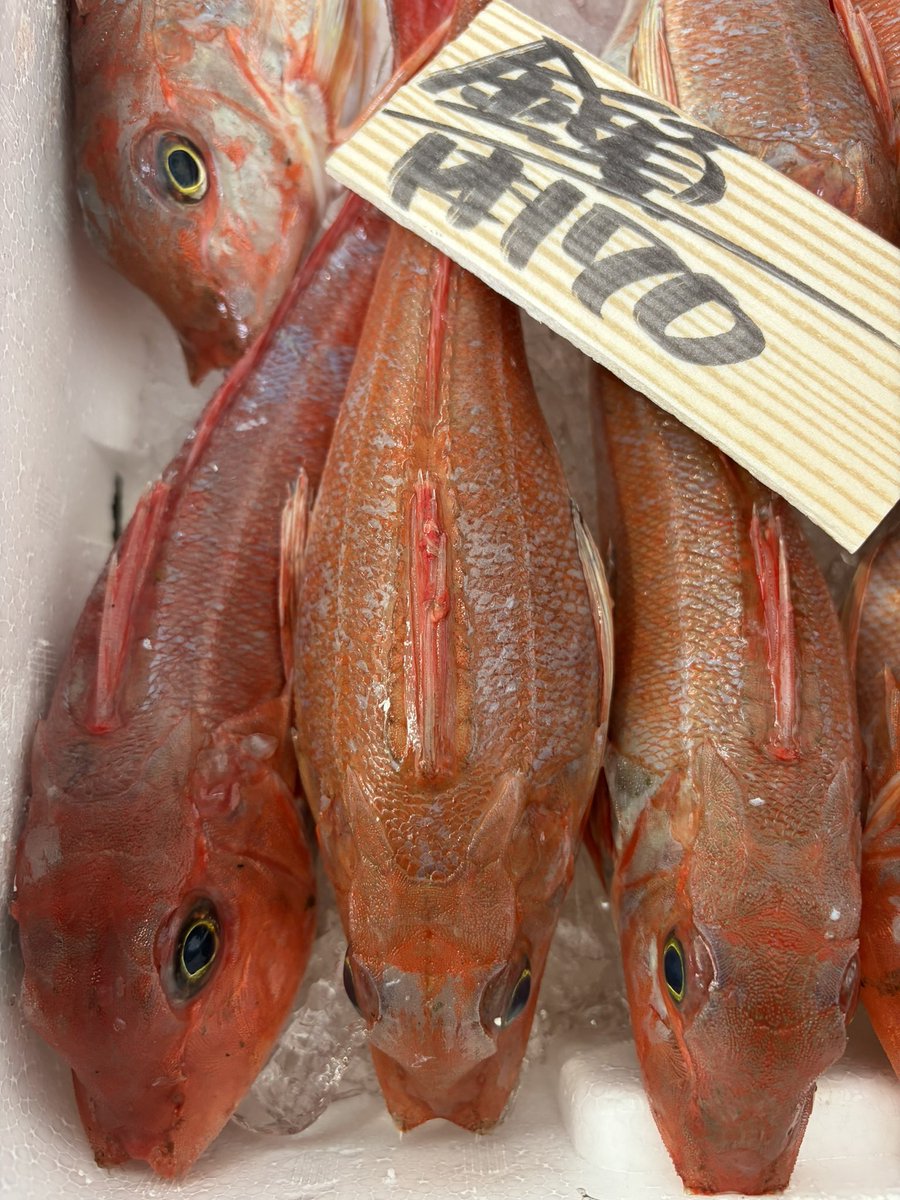 れおん/さかなおやかた🐟 tweet media