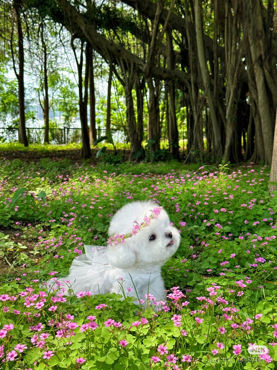 莉可莉丝（❤互关） tweet media