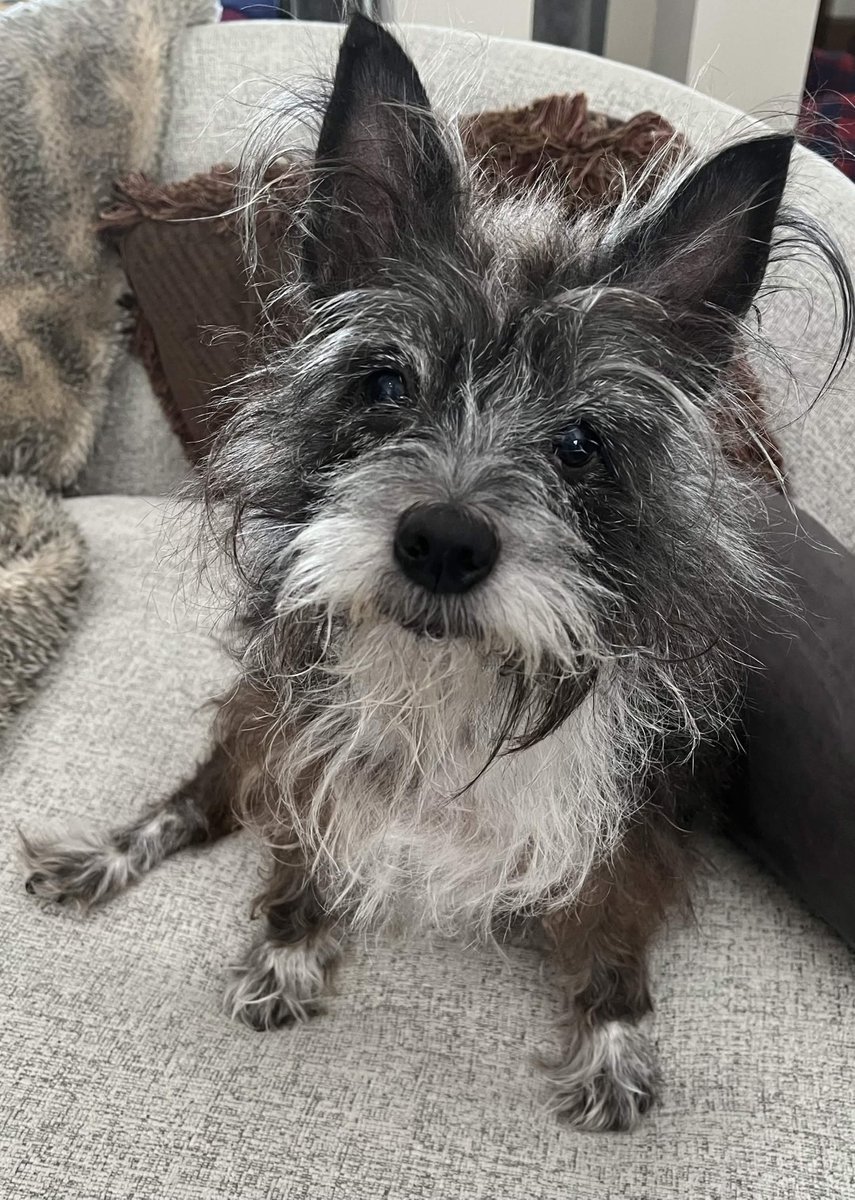 Nightmare_Det's tweet photo. Pup goes in for his surgery 7:30 AM. Please keep him in your thoughts. So scared because of his, age but the gland tumor is to the point where waiting aint an option. If you see me spamming stream Im trying to work more to make up the cost. Rohan is the best. Cross your fingers https://t.co/HEQr6Ec0Bc