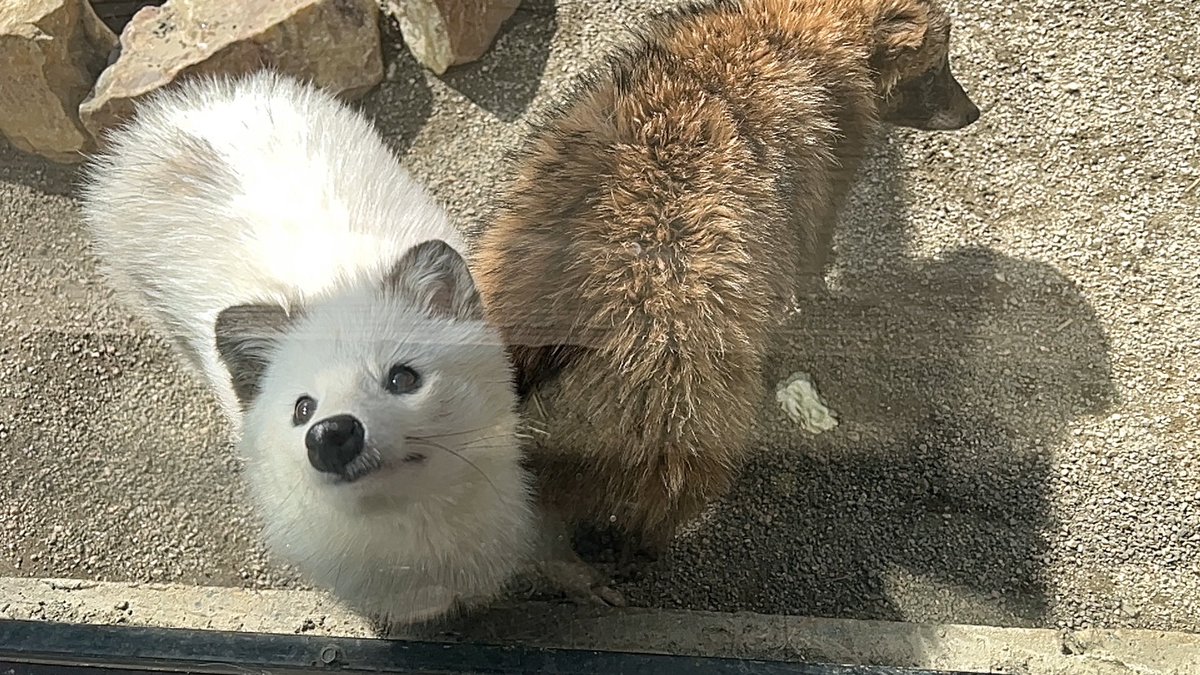 たぬき』とは！ 暗闇のXに！ 心和ませるTLを切り開くことだッ