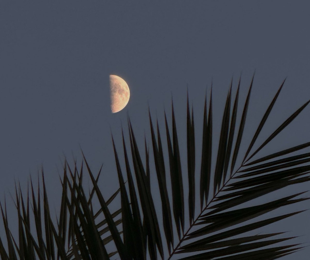 moonlover tweet media