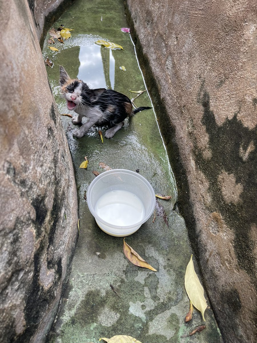🥛🥣 รตารตาเป็นยาวิเศษ ॐ tweet media