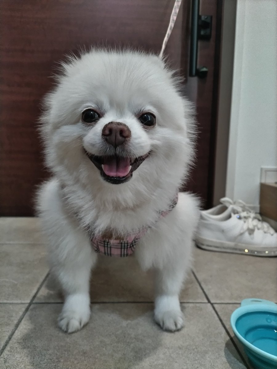 orangepetsitter's tweet photo. 散歩行って来たよ☀️ https://t.co/YWx8TCvacQ