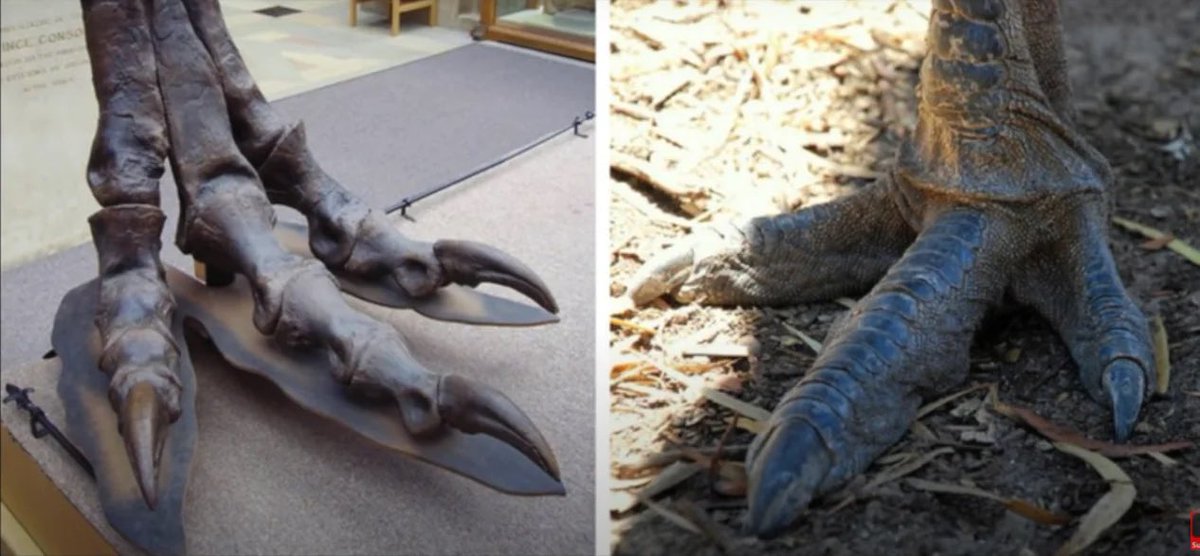 TM9380's tweet photo. “Birds are dinosaurs? Really?”

Really https://t.co/cIATunmcMd