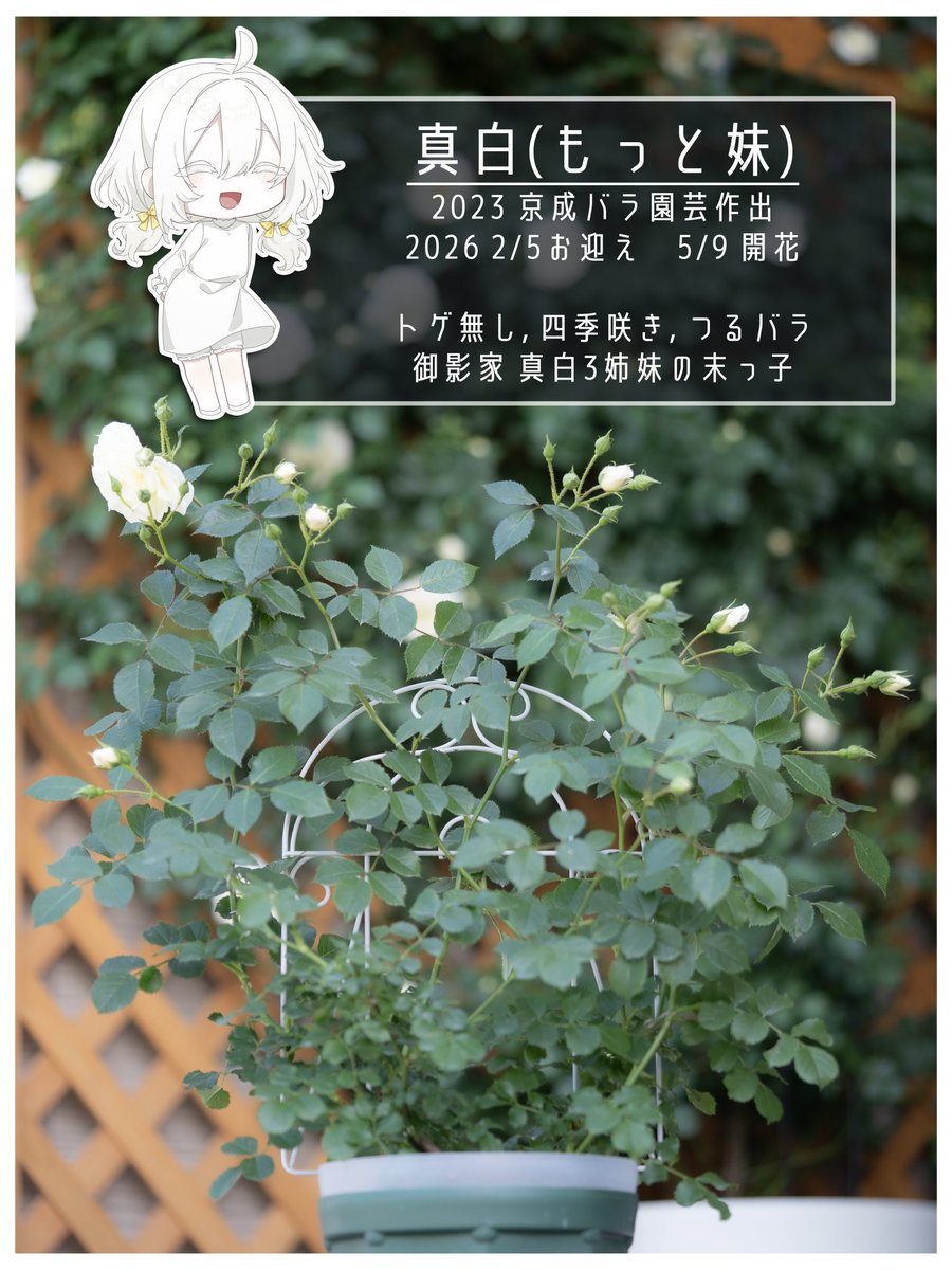 真白(もっと妹)』 御影家の真白たちの末っ子 (姉)(妹)に続きまさかの3