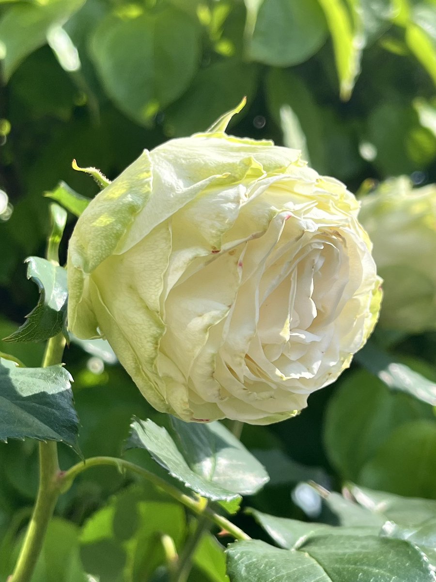 【薔薇の名前（Il Nome della Rosa）】
通勤や散歩で出会った薔薇の名前（品種名）をGoogle Photoに訊いてただ記録していくだけのシリーズ。
40. わかな

日本で作出された四季咲き性のバラです。アイボリーやクリームがかった白色で、花弁の縁に薄い緑色が入るのが特徴です。

#薔薇の名前