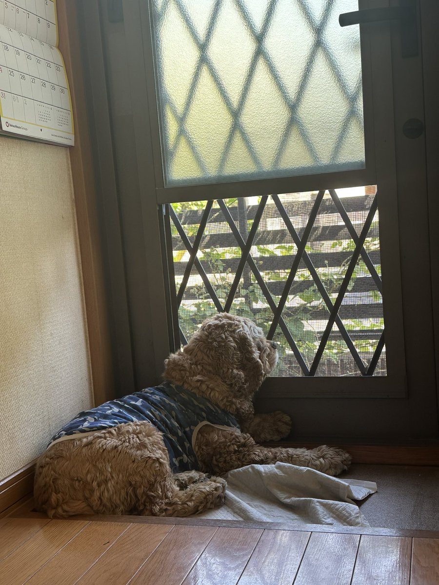 marronxchopper's tweet photo. 勝手口から、近所のおばちゃんのストーキング行為をやめられない犬。ゴミの日は特に門開ける音がしたらワンと一言。素通りさせてくれませんw

今日は何回おやつもらえるかな🐶❤️🍪

#アメリカンコッカースパニエル https://t.co/8mX6saVxKY