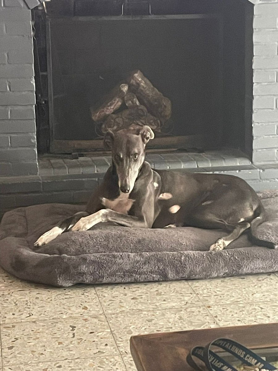 Mirada De Galgo tweet media