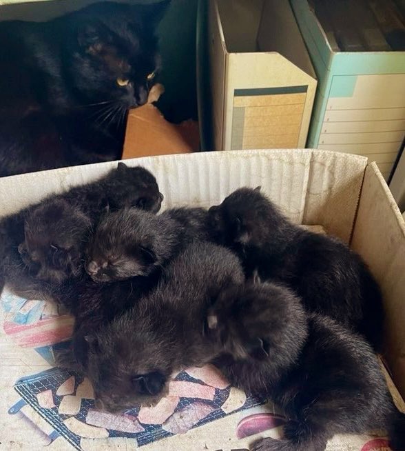 くろねこ様 4/11 まで だつりょくくろねこ | カプセルコレクション | 株式会社ターリン