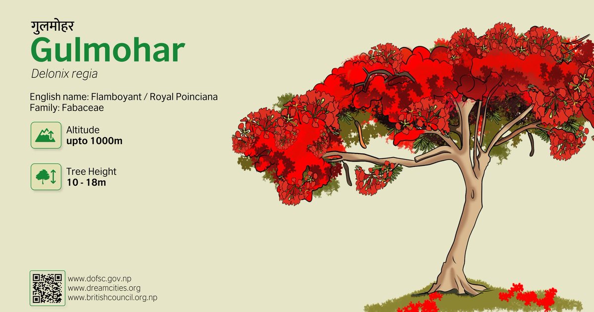 Storycycle's tweet photo. @DhakalSaurav Story of Gulmohar 
For more information on this plant, please visit
https://t.co/Tamv5kBbJW
https://t.co/vPXlkaJiGw https://t.co/bzrJzjsFMx