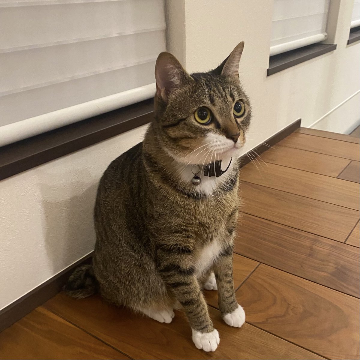 キッチンでつまみ食いしてはいけません、とお説教され中