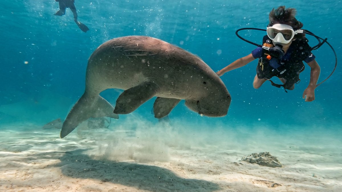 garrettgee's tweet photo. My 8yr old just went scuba diving with a.. (link) https://t.co/1wVFuCu9XP