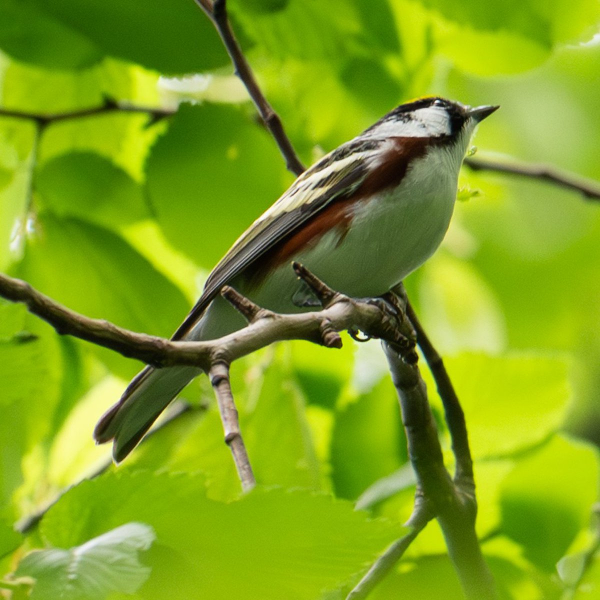 JRaufman's tweet photo. Chestnut-sided warbler, Loch, 5.10.26 #birdcpp #birdphotography #BirdsSeenIn2026 https://t.co/t7S62hvEix