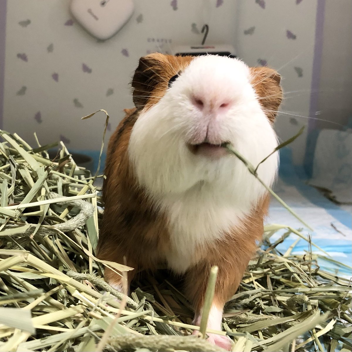 *ゆったりハリーさん*羊毛フェルト tweet media