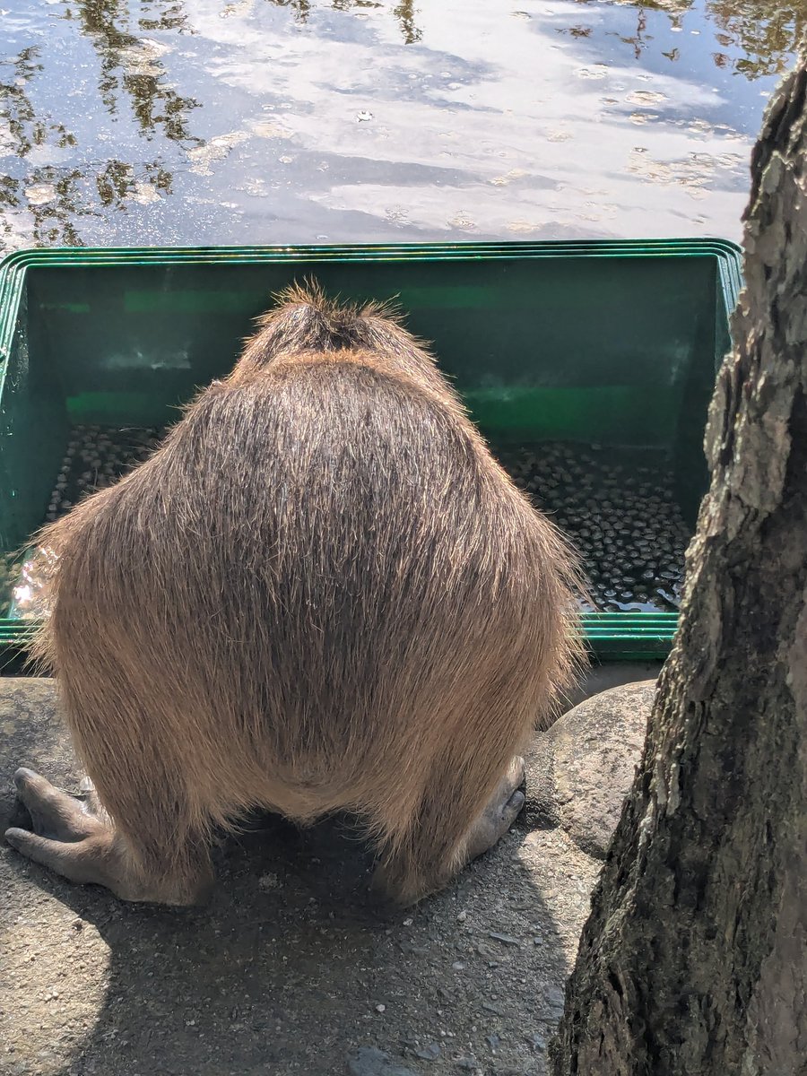 おはようございます
盗み食いのけつようび
#カピバラ