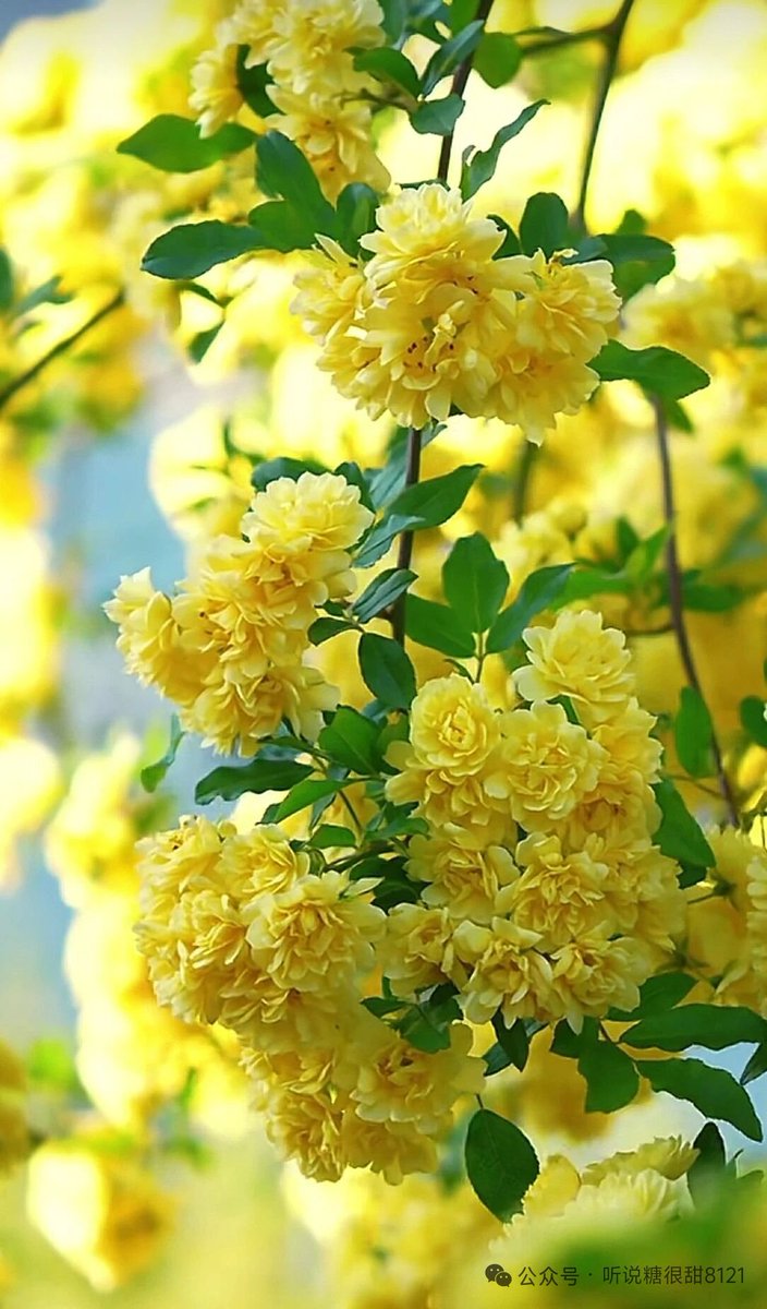 G166789's tweet photo. 这花好漂亮呀！这是什么花啊？
This flower is so beautiful. Does anyone know what kind of flower it is? https://t.co/FOnFLL303s