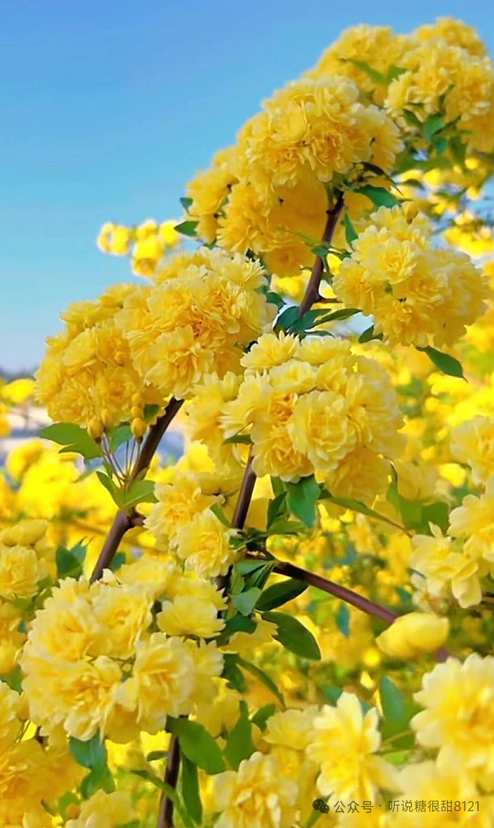 G166789's tweet photo. 这花好漂亮呀！这是什么花啊？
This flower is so beautiful. Does anyone know what kind of flower it is? https://t.co/FOnFLL303s