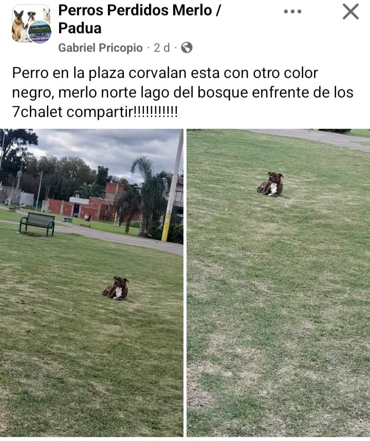 Perros de Merlo tweet media