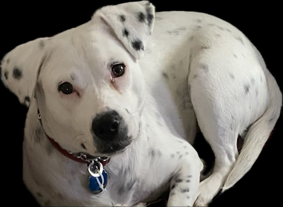 Would everyone please repost this? 
I need prayers for my son‘s dog Betsy he’s  bringing her to Urgent Care. 
She is gurgling. 
Her tail is down. She ate OK but just not herself. It’s the breathing. It doesn’t sound right she’s only 5 🙏😢