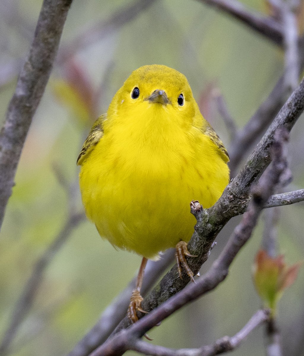 JocAPhotography's tweet photo. A little ball of sunshine, a female Northern Yellow Warbler 🟡 https://t.co/WX2EZgMDxN