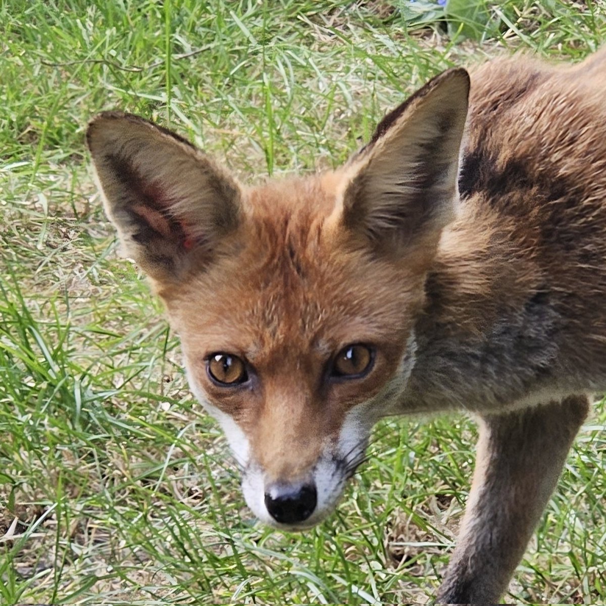 JulieDerekR's tweet photo. Fox got a surprise to find me sitting in the garden when she was having a wander around #foxoftheday @BBCSpringwatch @ChrisGPackham https://t.co/sGeQmLnL1l
