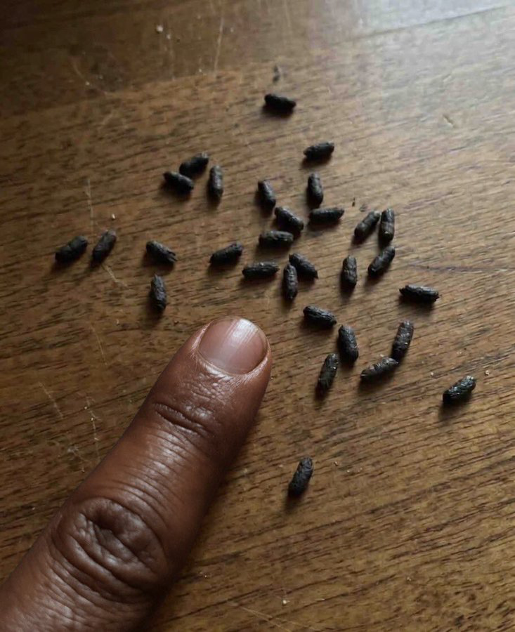 . tweet media