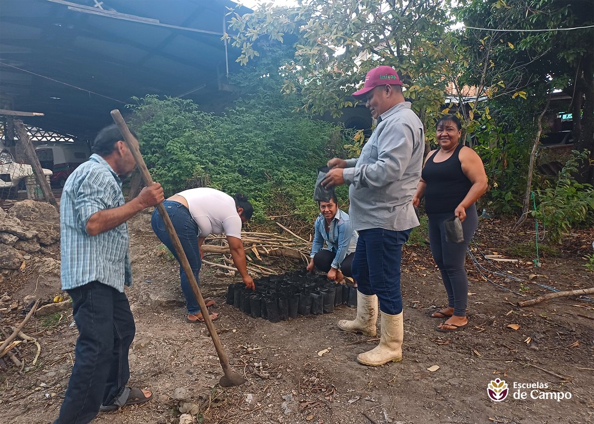 escuelasdecampo's tweet photo. La conservación del germoplasma ayuda a conservar nuestra riqueza agrícola. #ECAs🌾
A través de viveros, siembra de plántulas y evaluación de variedades, impulsamos conocimiento y mejores oportunidades para las y los productores de caña de azúcar. #TransformandoElCampoMexicano https://t.co/ApCUc9FNDf