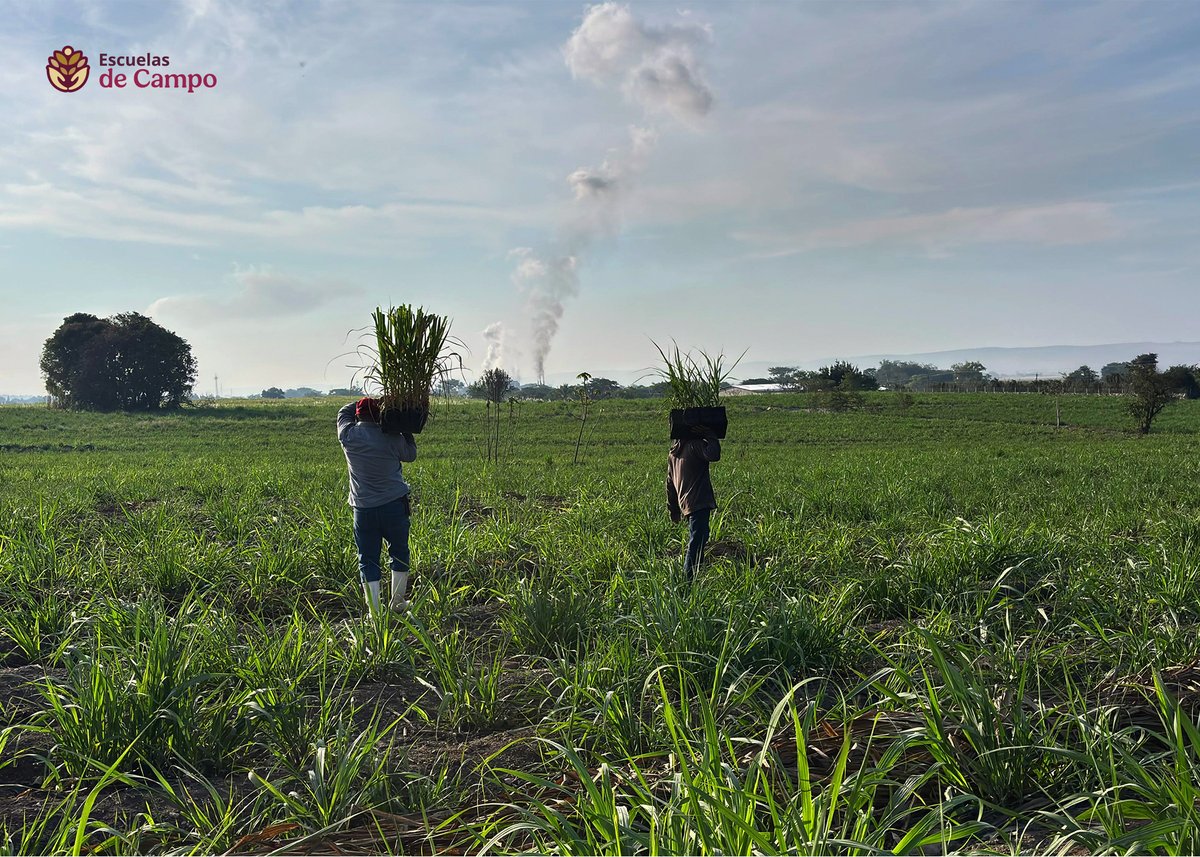 escuelasdecampo's tweet photo. La conservación del germoplasma ayuda a conservar nuestra riqueza agrícola. #ECAs🌾
A través de viveros, siembra de plántulas y evaluación de variedades, impulsamos conocimiento y mejores oportunidades para las y los productores de caña de azúcar. #TransformandoElCampoMexicano https://t.co/ApCUc9FNDf