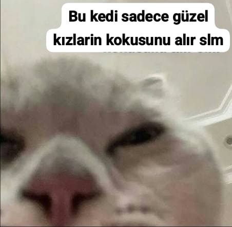 yenicherry tweet media