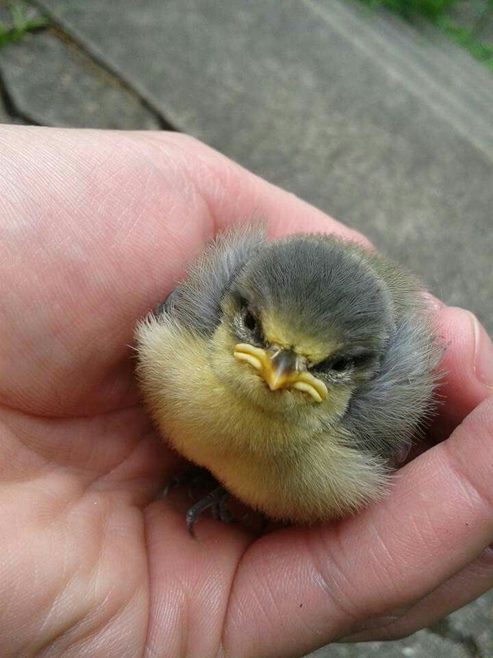mockingbird tweet media