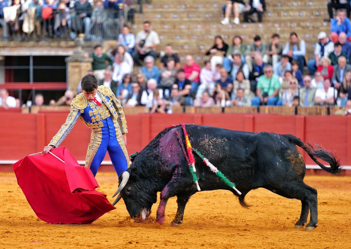 LancesMaestranz's tweet photo. 📰 CRÓNICA · Un templado Mario Vilau da una vuelta al ruedo en Sevilla en la decimoséptima de abono

📆 10 de mayo #17DeAbono #Novillada

MÁS INFO y 📸 👉 https://t.co/AMyCBSLop1 https://t.co/l4vSjtrOFd