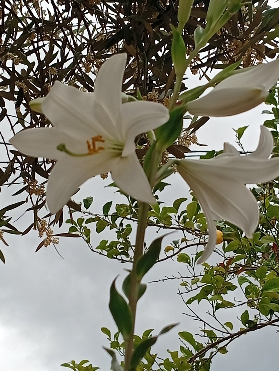 raquel5988's tweet photo. Spring 🌸🌹 https://t.co/ITSMBk43VG