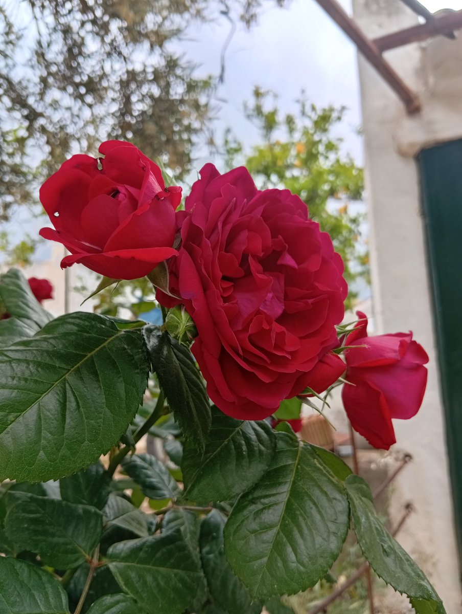 raquel5988's tweet photo. Spring 🌸🌹 https://t.co/ITSMBk43VG