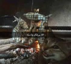عبدالرحمن tweet media