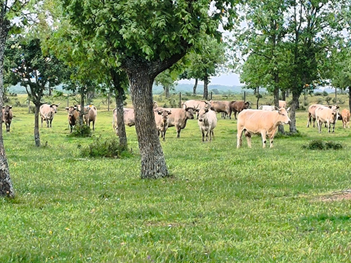 urcacyl's tweet photo. A pesar del mal tiempo, gran éxito de la jornada de puertas abiertas de la Coop. @DehesaGrande #campo #dehesa #cebadero #terneros #matadero https://t.co/IoPkdUJPEx
