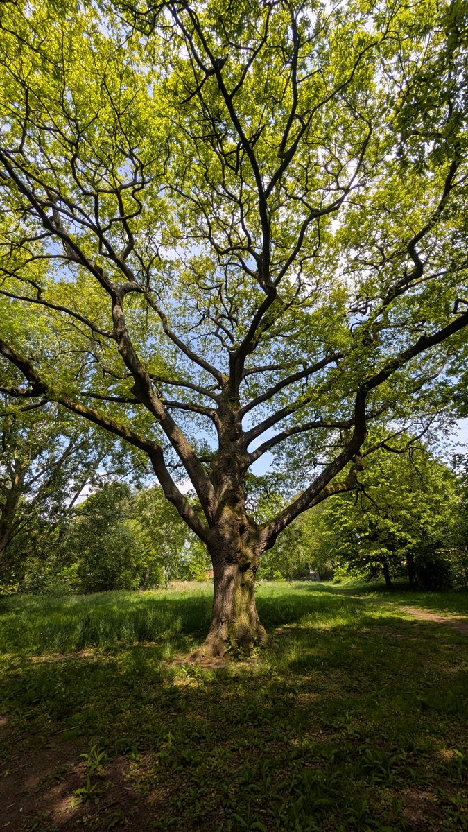 millymollyf's tweet photo. @WoodlandNomad Beautiful tree in Longton yesterday #TreeClub #lancashire https://t.co/qUvP8MiFNn