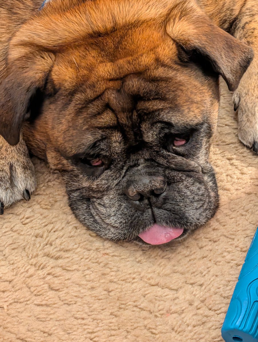 JoyChristopher_'s tweet photo. Ziggy says we all need a rest.

We have been waiting on some good news for too long and we are getting worn out, maybe it's not coming...but it's coming. It has to be coming, you know why?

Because we won't stop until we get it.

#TwoDownNovel
#CantStopWontStop
#WritingCommunity https://t.co/7ZTblFwQ6g