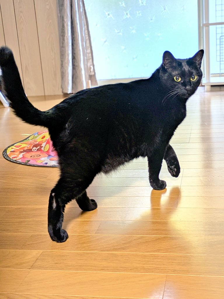 瞑想猫(*´꒳`*) 黒猫　ハチワレ おはようございます😊 あっという間に朝が来ちゃいました月曜日、また