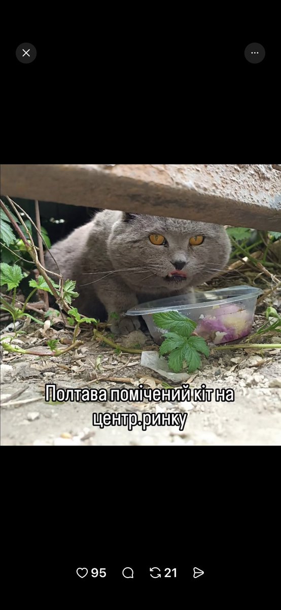 Миронова Наталія tweet media