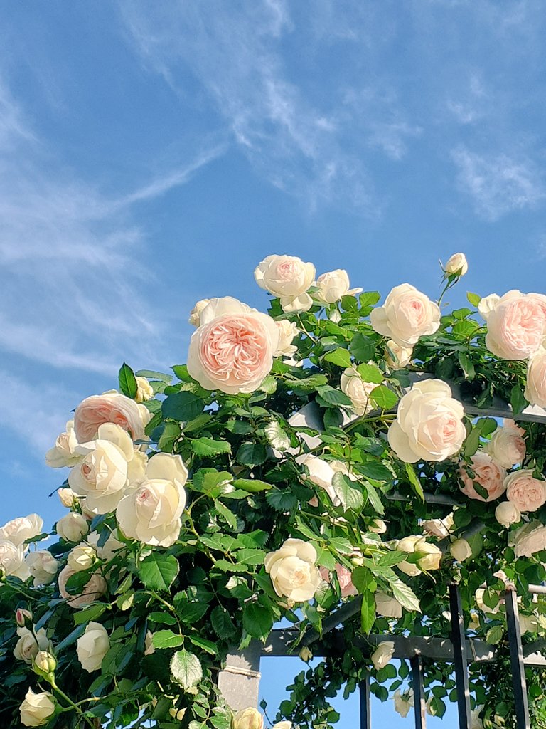 はるの花 tweet media