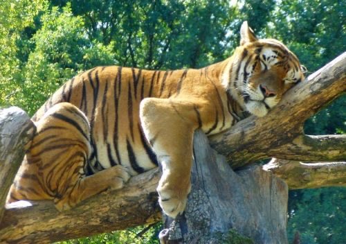 Tiger tweet media