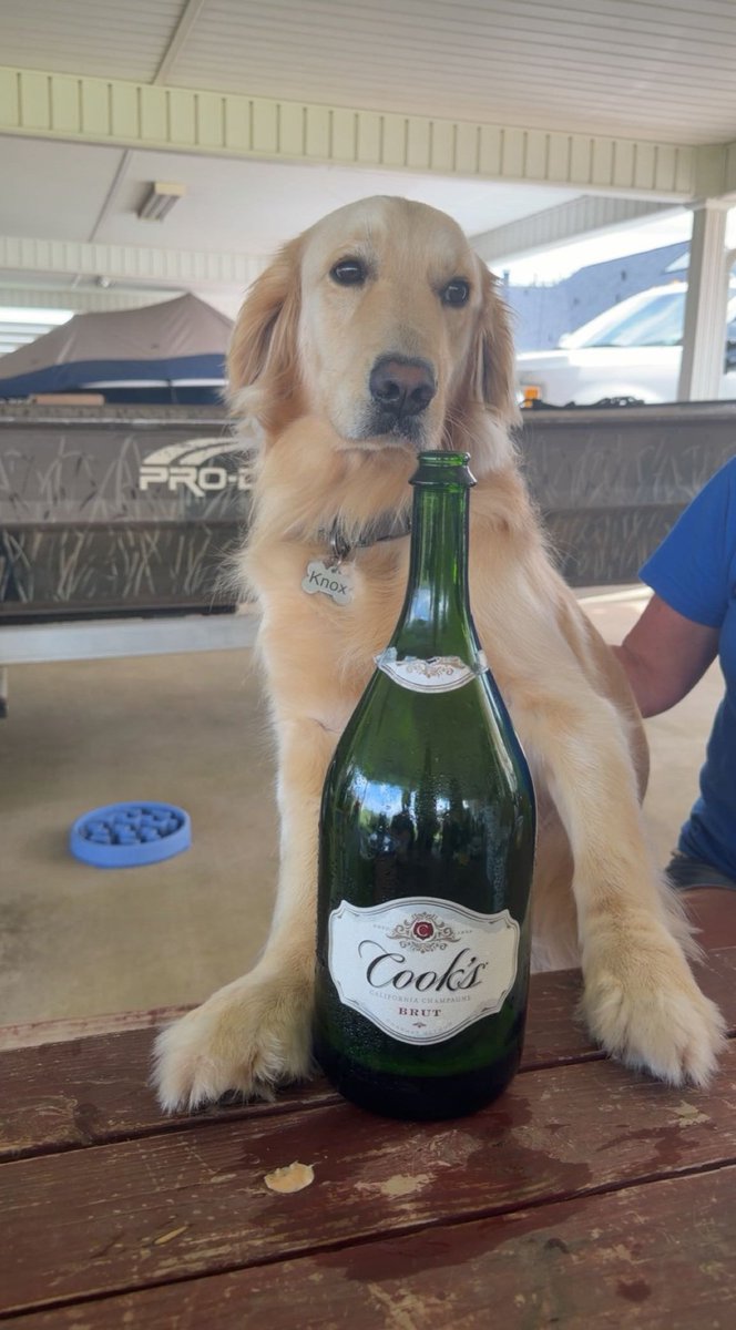 SchexJny's tweet photo. Knox would like everyone to know that Grammy said “just one mimosa” approximately 4 mimosas ago. 🍾🐾

Now she’s calling him “the handsomest grandson,” sharing family secrets, and offering everyone snacks they didn’t ask for.

At this point, no Amazon packages! https://t.co/9Z01iCQAe2