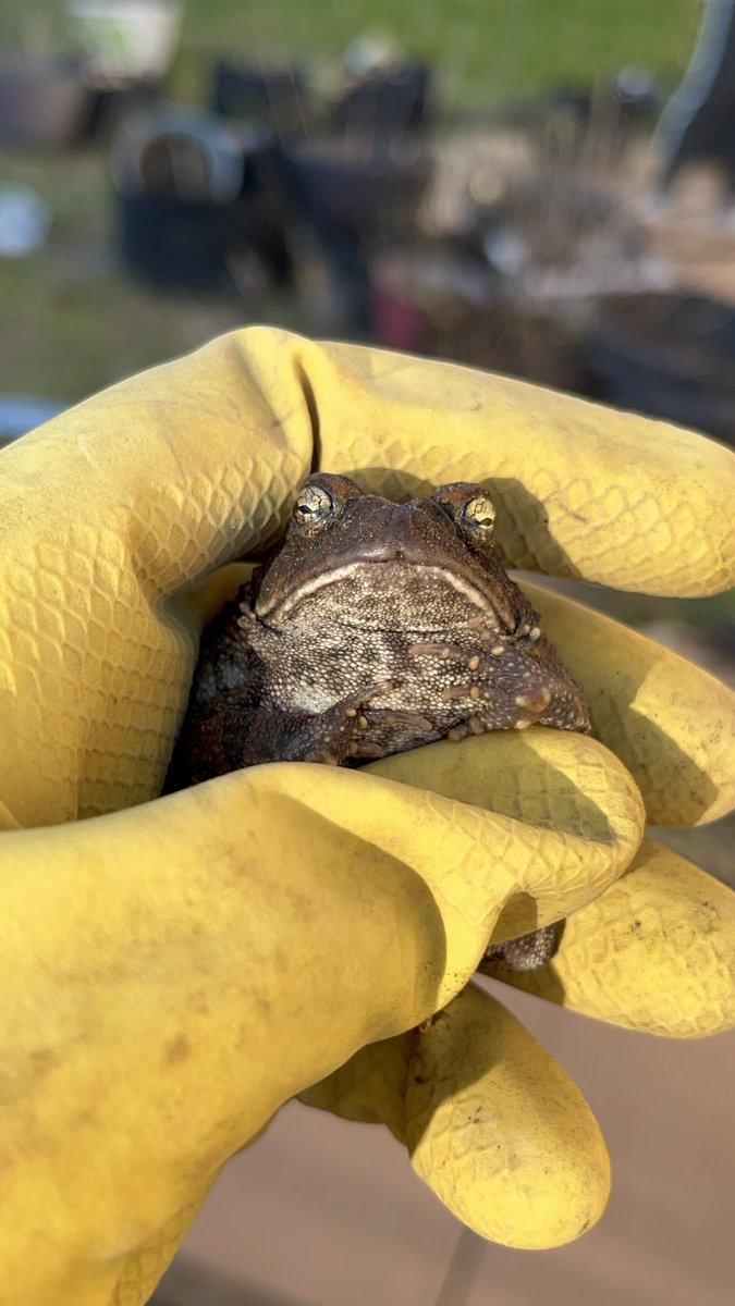 justbugthing's tweet photo. I never showed these little dudes I saw the other day (brown anole, southern toad, ring necked snake, &amp; tigrosa (?) sp. wolf spider) https://t.co/Uuogy5BEor
