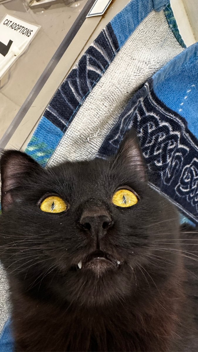 Calgary Humane Society tweet media
